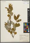 Foto von Salix pyrifolia Andersson